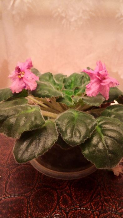 Продам цветы в горшочках