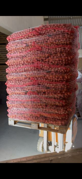 Cartofi de sămânța Bellarosa