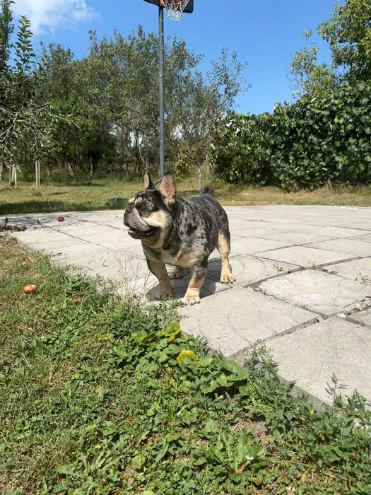 Bulldog francez merle