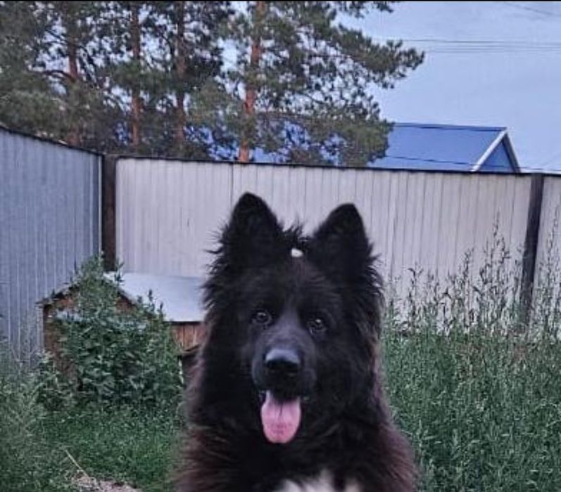 Продам щенков немецкой овчарки