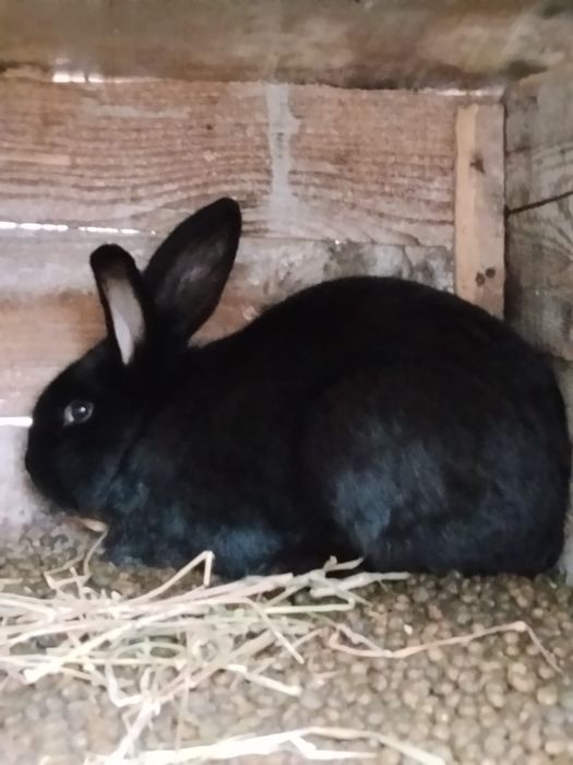 Iepuri de vânzare Prahova