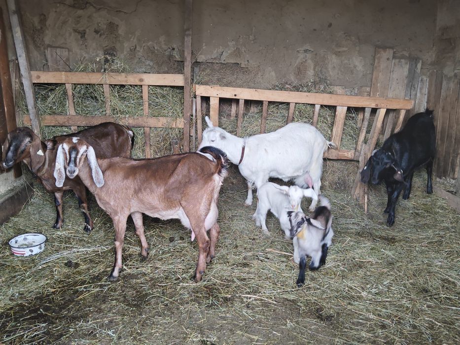 Se vând 2 capre cu 2 iezi și un țap de 1 an