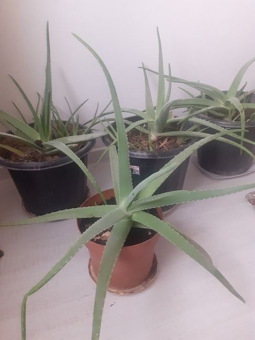 Гүлдер цчеты в горшке алое