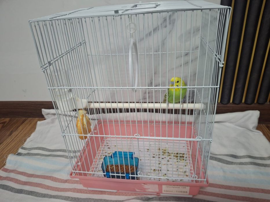 Попугай сатылады. Үйшігімен. Бағасы: 6000тг.