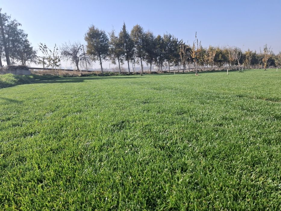 Gazon Toshkent - Газон Тошкент - Живой Руллонный Установка Свое Поле!