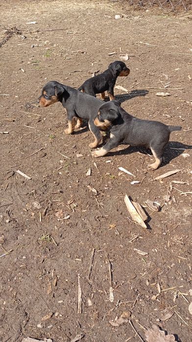 собака якьтерер .