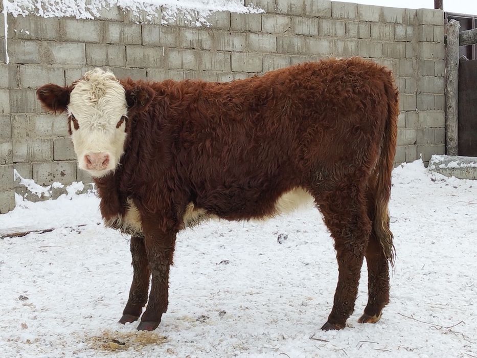 Семіз ақбастар сатылады