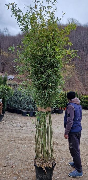 Prunus laurocerasus, Catalpa, bambus plante ornamentale tuia smaragd