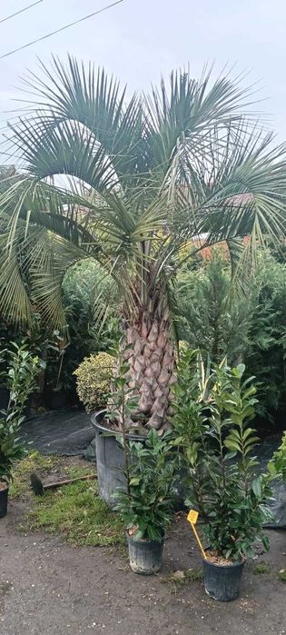 Arbori Ornamentali Premium – Gama Variata pe Stoc