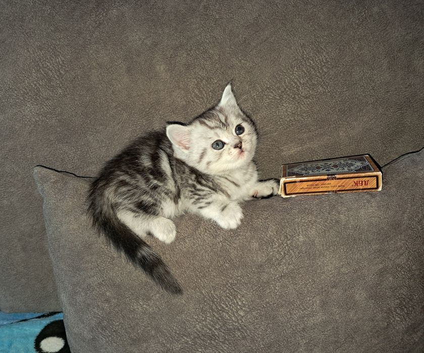 Котёнок. Девочка.  Скоттиш Страйт