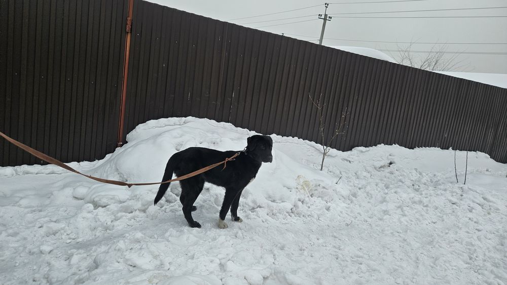 Отдам щенка метис лабрадора