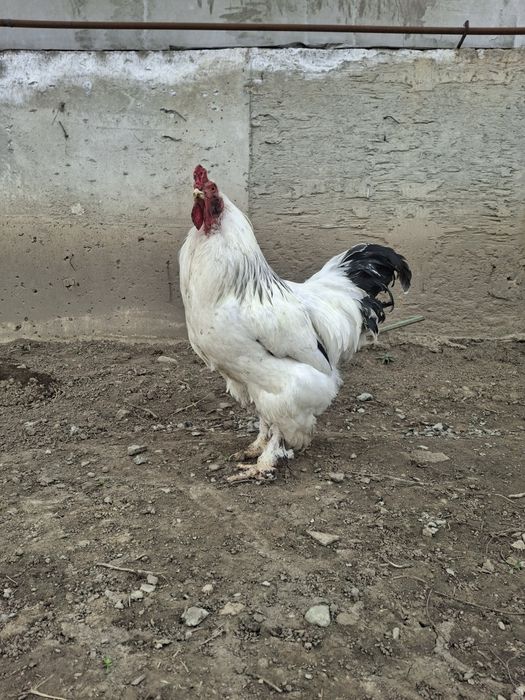 Брама кораз сатылады