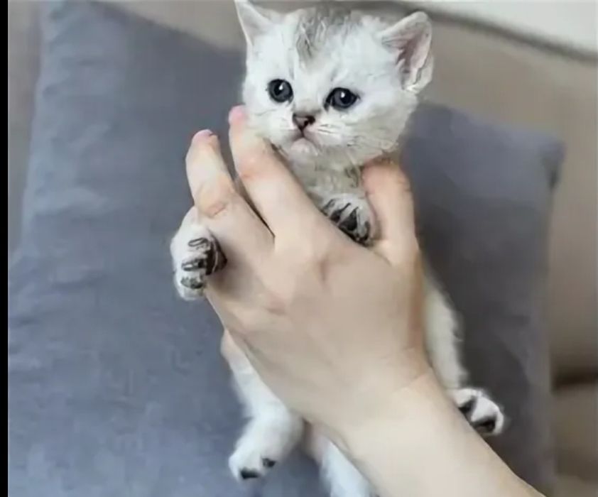 Продаются котята шиншиллы