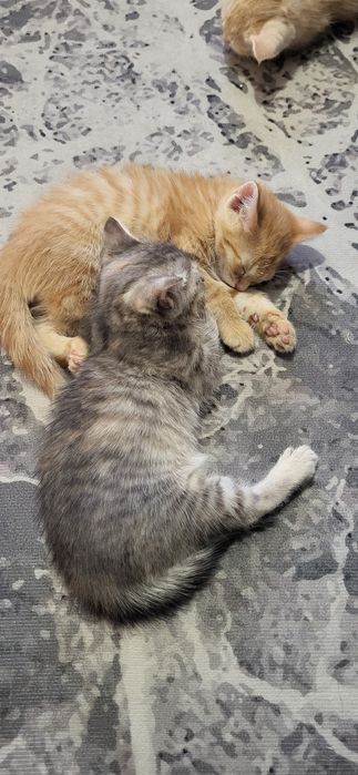 Отдам в добрые руки