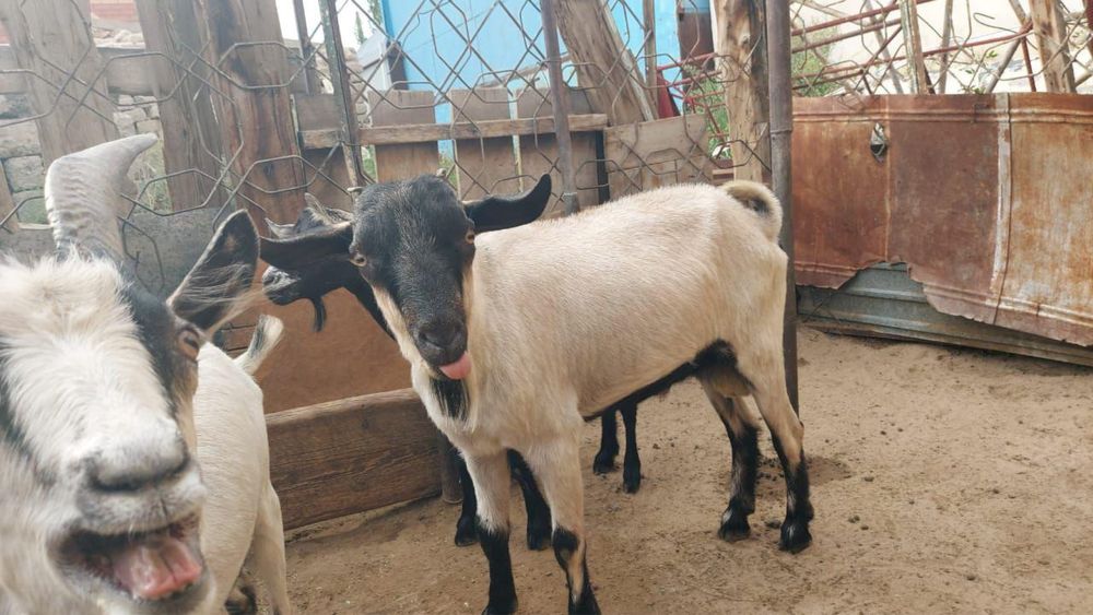 Асыл тұқымды , сүті мол ешкі сатылады