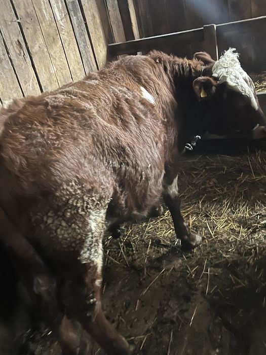 Продам 2 бычка на откорме