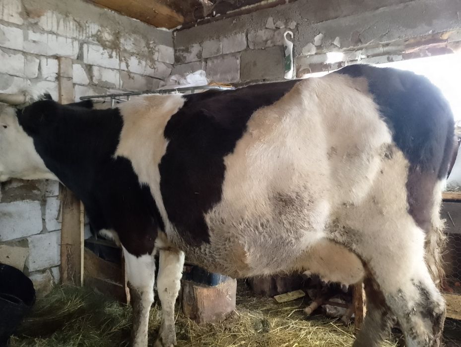 Vand vaca gestanta hn 8 luni