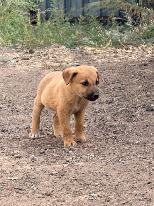 Отдам щенков в добрые руки
