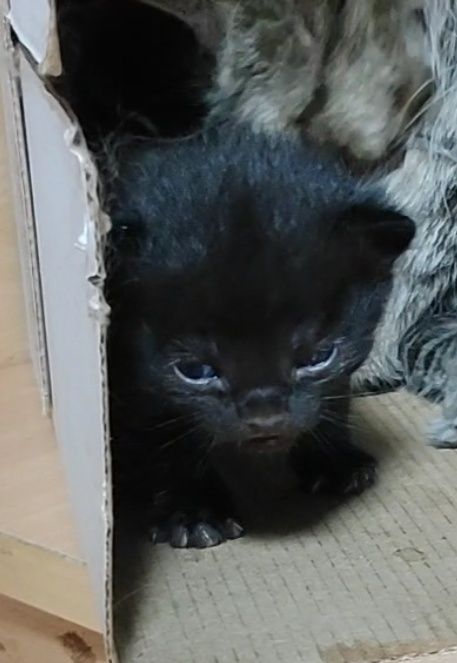 Симпатяга котята