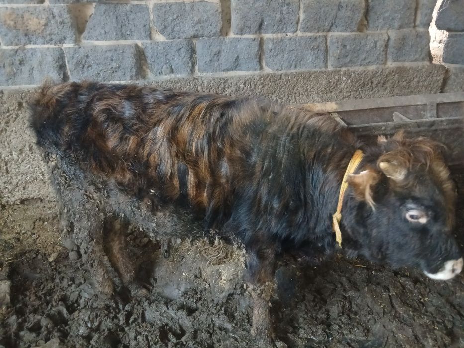 Сатылады талгарда тур