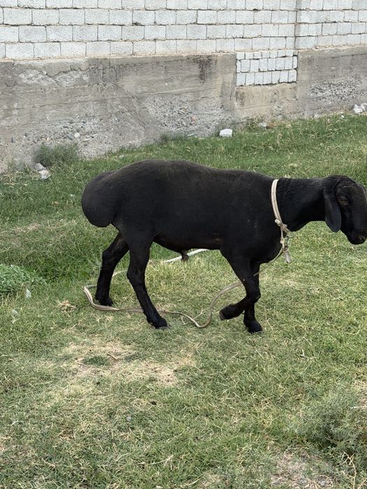 Qochqor sotiladi