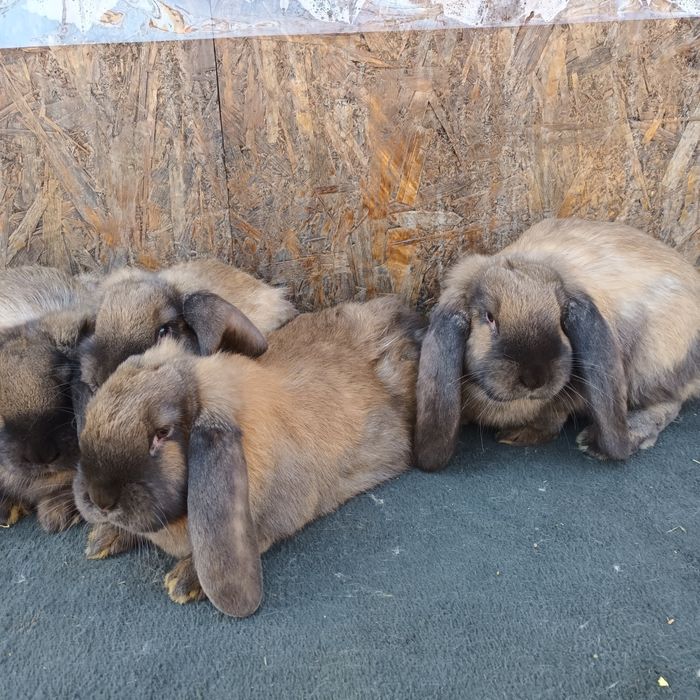 Vând berbec german rasă pura 2 luni jumate pret. 150 perechea