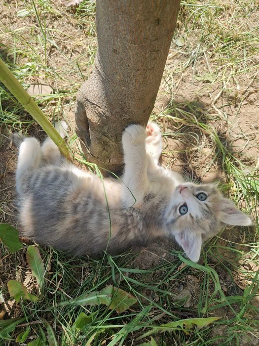Малко котенце си търси дом