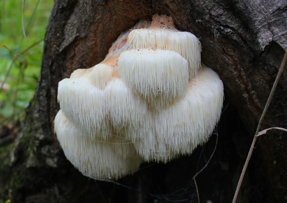 Ежовик гребенчатый