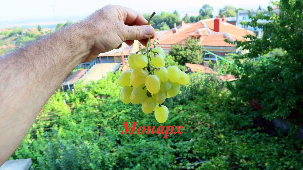 Вкоренени лози. Руски, Украински и Американски сортове.