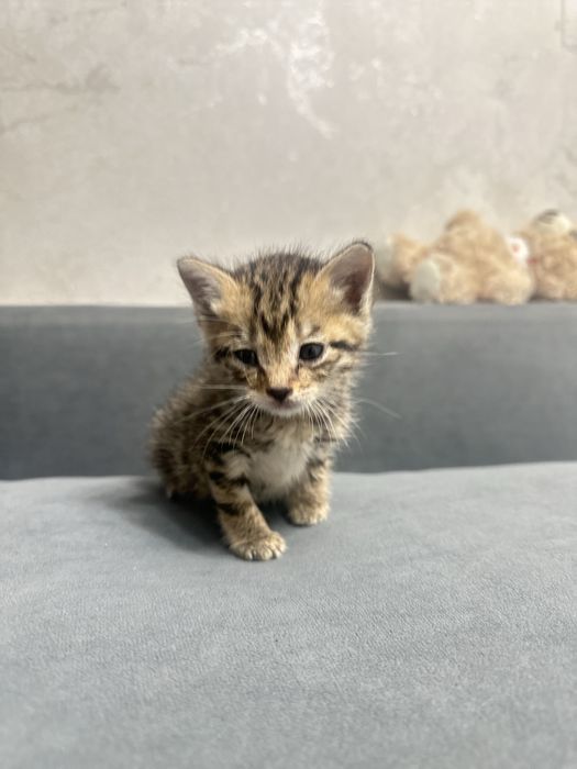 Отдам котенка бесплатно