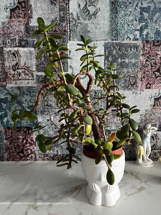 Толстянка или денежное дерево