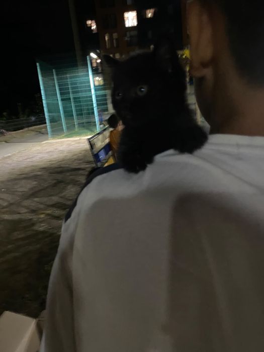 Котята остались на улице