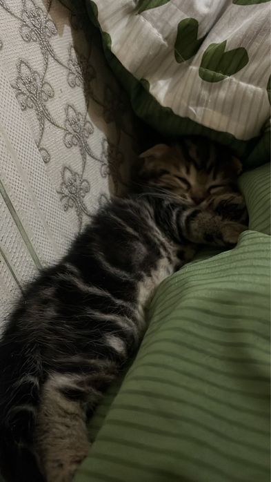 Одам бесплатна.