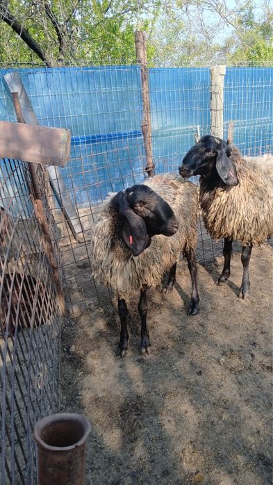 Vand 2 berbeci (noatini), 2500 ron bucata