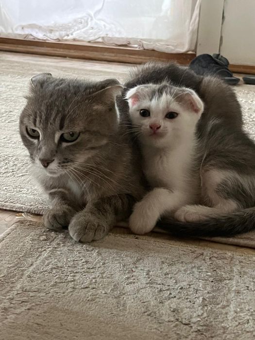 Отдам котёнка в добрые руки.