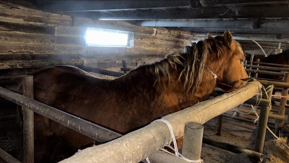 Продам скот - лошадь