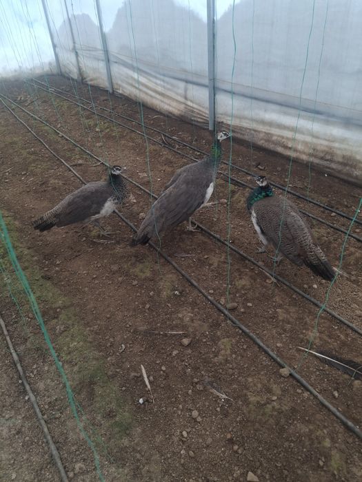 Pereche de pui de păun disponibili.ii pot da si la schimb