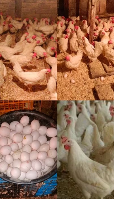 Куры несушки поросята