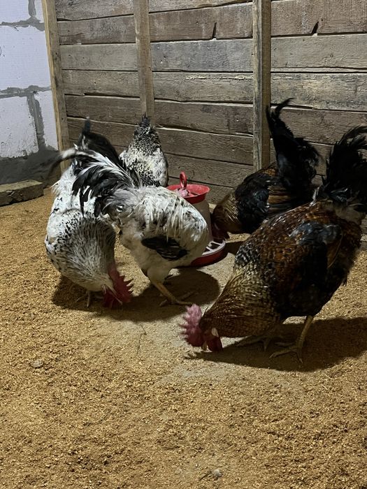 Продаю домашних петухов