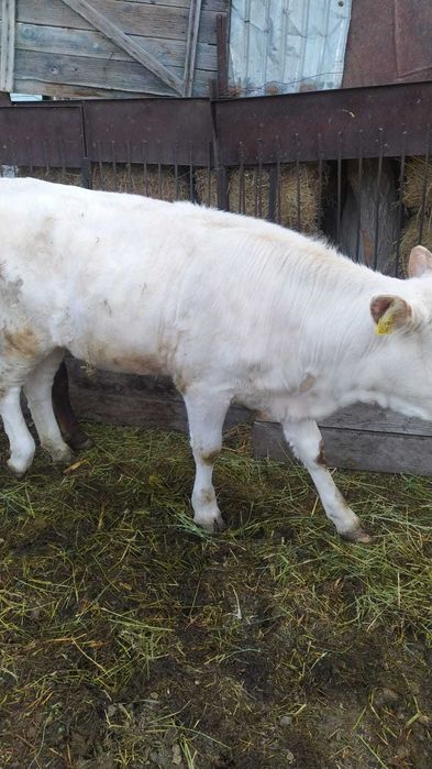 Продам телочек крепкие