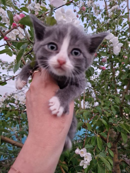 Отдам котят за шоколадку