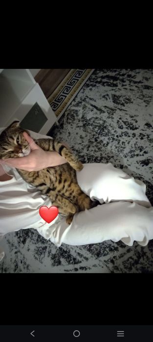 Вязка ,кот шотландец