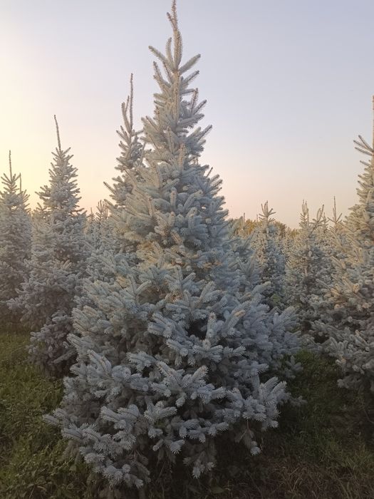 Голубые елки крупномеры