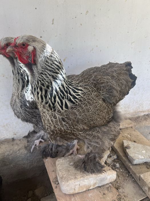 Brama tovuq tuxumlari sotiladi.Narxi 10000 so’mdan