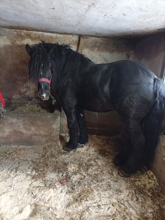 Vand cal 3 ani jumate