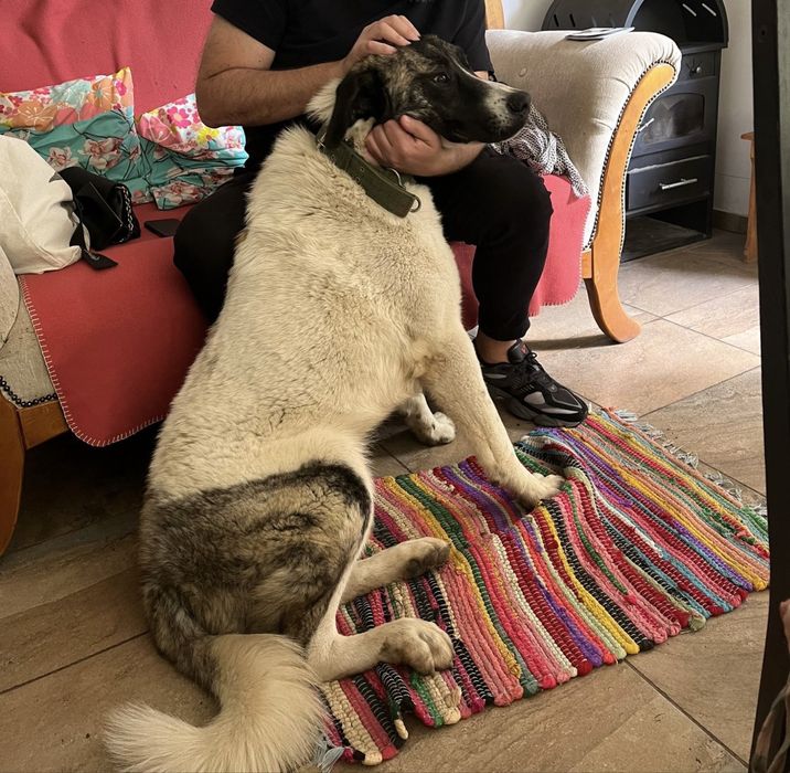 Ciobanesc de Bucovina metis