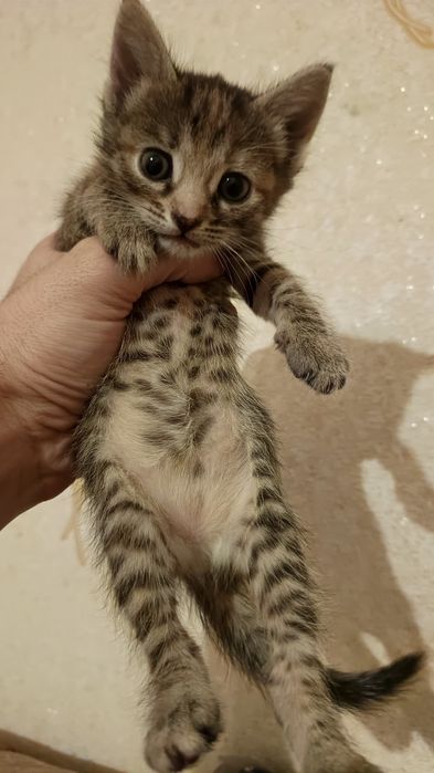 Отдам котенка, мысык, бесплатно, даром, в Актау хорошие Руки