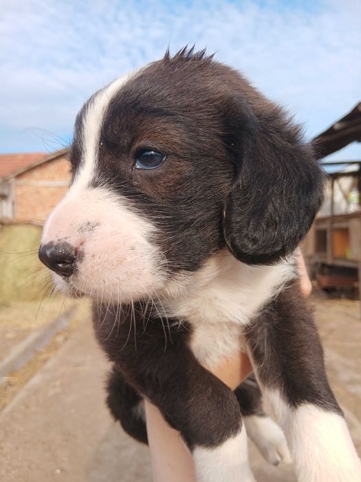 Подарявам кученца