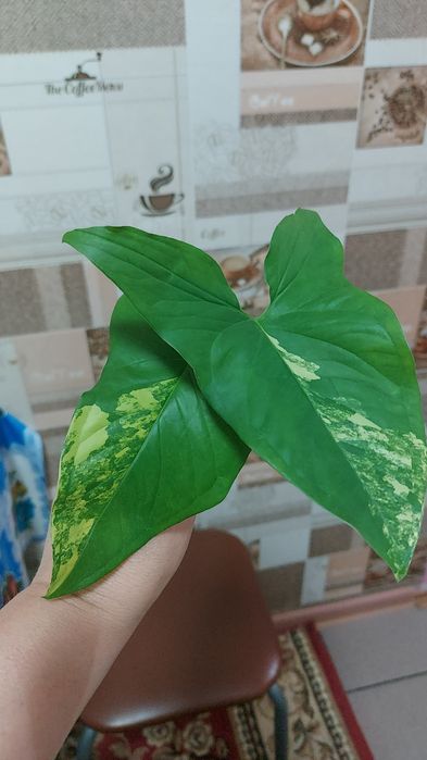 Неприхотливые комнатные цветы
