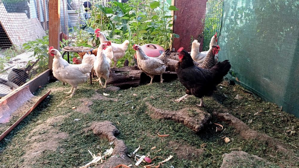 Vând 9 găini ouătoare,  inclusiv rasă cu ouă colorate